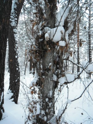 DSCF0282.JPG