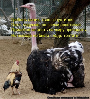 kotomatritsa_n6.jpg (108.83 КБ) 6870 просмотров kotomatritsa_n6.jpg