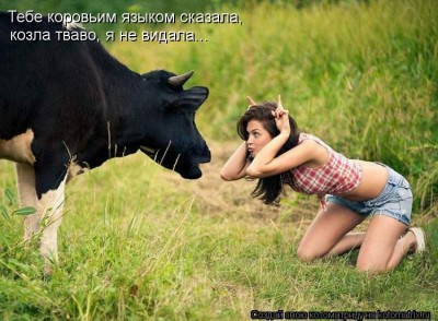 kotomatritsa_Qb.jpg (80.46 КБ) 6881 просмотр kotomatritsa_Qb.jpg