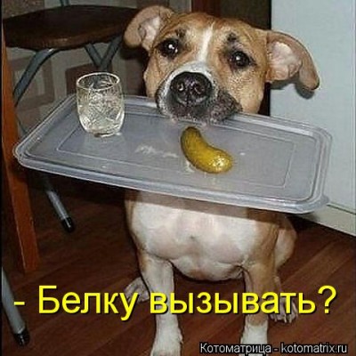 kotomatritsa_e0.jpg