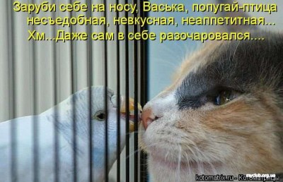 1291380421_kotomatz.jpg (42.38 КБ) 3603 просмотра 1291380421_kotomatz.jpg