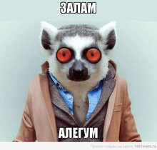 лемур.jpg