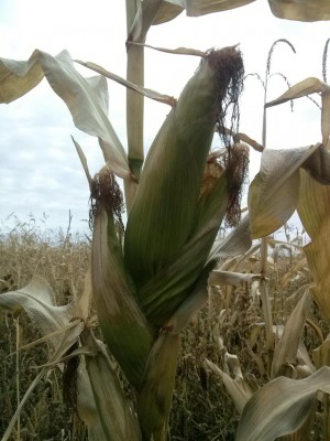 2013-09-21 11.21.16.jpg (109.66 КБ) 4543 просмотра 2013-09-21 11.21.16.jpg