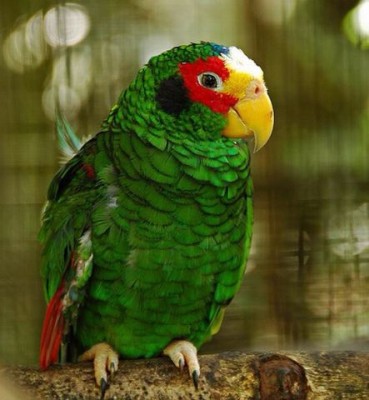 getImage-57.jpeg (36.09 КБ) 5462 просмотра getImage-57.jpeg