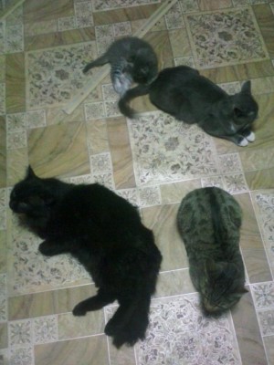 IMG_20141203_232702.jpg (87.61 КБ) 16725 просмотров IMG_20141203_232702.jpg