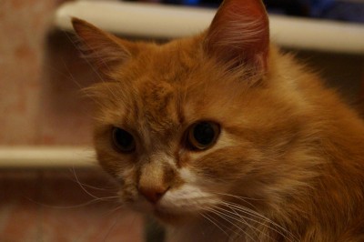 DSC02249.JPG (102.05 КБ) 16712 просмотров DSC02249.JPG