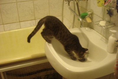 DSC03709.JPG (73.02 КБ) 16658 просмотров DSC03709.JPG