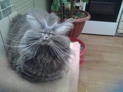 getImage.jpeg (40.27 КБ) 7269 просмотров getImage.jpeg