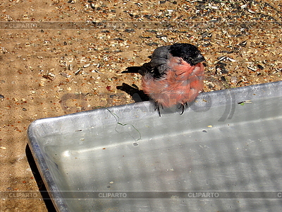 3010943-bathing-wet-bullfinch.jpg