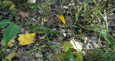 DSCN1182.JPG (217.92 КБ) 7906 просмотров DSCN1182.JPG