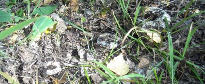 DSCN1184.JPG (215.49 КБ) 7906 просмотров DSCN1184.JPG