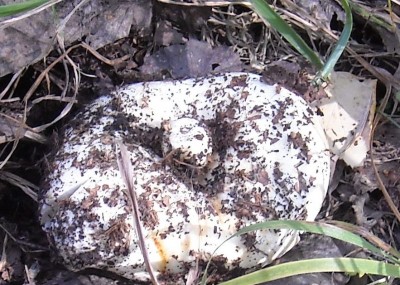 DSCN1185.JPG (198.55 КБ) 7906 просмотров DSCN1185.JPG