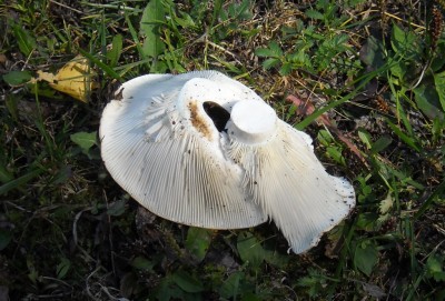 DSCN1181.JPG (264.79 КБ) 7905 просмотров DSCN1181.JPG