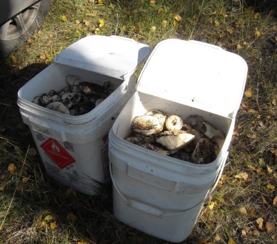 DSCN1186.JPG (245.08 КБ) 7905 просмотров DSCN1186.JPG