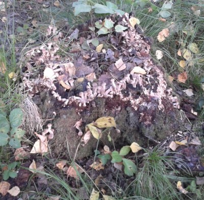 2012-09-03 10.13.45.jpg (339.91 КБ) 7851 просмотр 2012-09-03 10.13.45.jpg