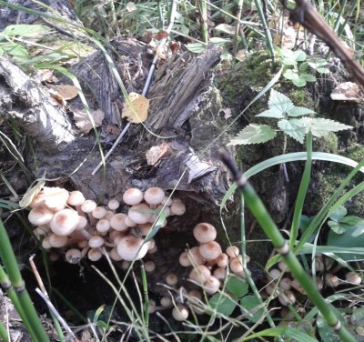 2012-09-03 10.18.30.jpg (350.33 КБ) 7851 просмотр 2012-09-03 10.18.30.jpg