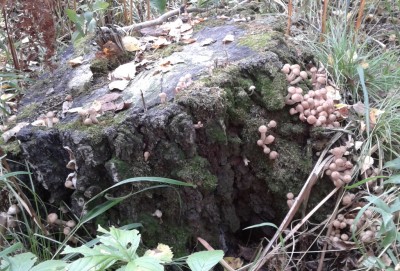 2012-09-03 12.21.01.jpg (421.3 КБ) 7851 просмотр 2012-09-03 12.21.01.jpg