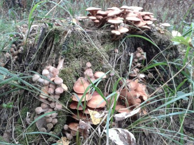 2012-09-03 12.28.59.jpg (464.85 КБ) 7851 просмотр 2012-09-03 12.28.59.jpg